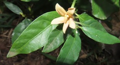 Mitriostigma axillare