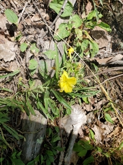 Oenothera argillicola