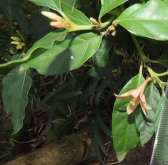 Mitriostigma axillare