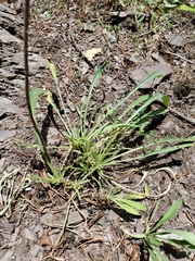 Oenothera argillicola