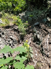 Oenothera argillicola