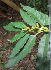 Mitriostigma axillare
