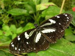Heliconius atthis
