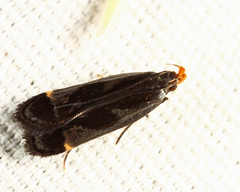 Dichomeris ochripalpella