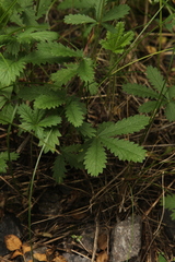 Potentilla recta pilosa