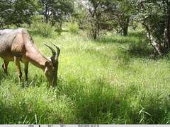 Alcelaphus buselaphus major