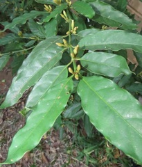 Mitriostigma axillare