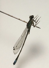 Ischnura elegans