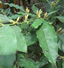 Mitriostigma axillare