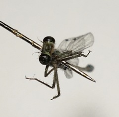 Ischnura elegans