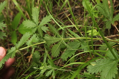 Potentilla recta pilosa