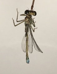 Ischnura elegans