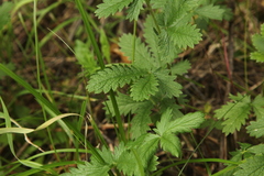 Potentilla recta pilosa
