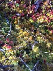 Sphagnum tenellum