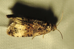 Endothenia