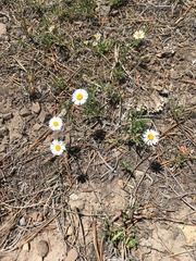Erigeron flagellaris
