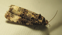 Endothenia