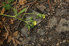 Potentilla recta pilosa