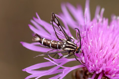 Pyropteron triannuliformis