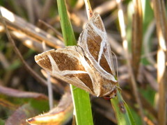 Calyptis iter