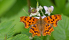 European Comma - Photo (c) Paul Cools, some rights reserved (CC BY-NC), uploaded by Paul Cools