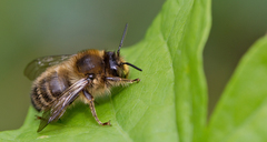 Anthophora furcata