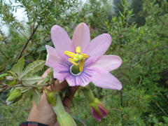 Passiflora pinnatistipula