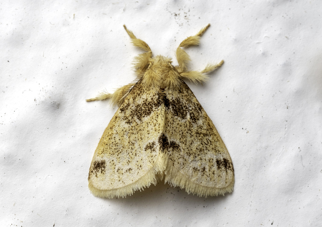 Rhypotoses ruptata