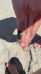 Diceroprocta viridifascia