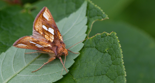 Gold Spot, Tilburg, NL-NB, NL, photo 9 of 10