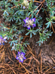 Lupinus breweri breweri
