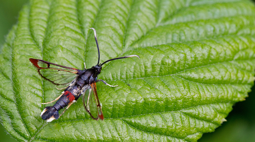 Red-tipped Clearwing Moth, Tilburg, NL-NB, NL, photo 5 of 10