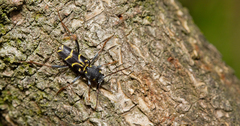 Xylotrechus antilope