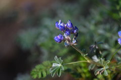 Lupinus breweri breweri