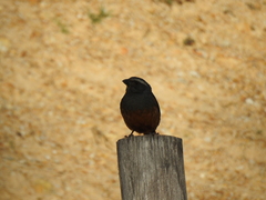 Pseudosaltator rufiventris
