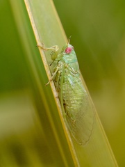 Cicadettana calliope floridensis image