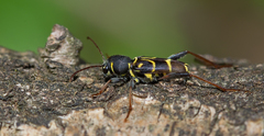 Xylotrechus antilope