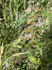 Bromus racemosus