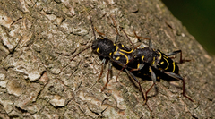 Xylotrechus antilope