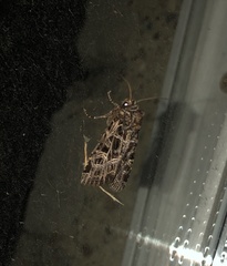 Sideridis reticulata