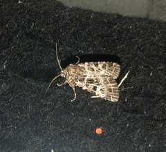 Sideridis reticulata