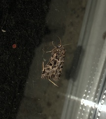 Sideridis reticulata