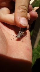 Chloealtis conspersa