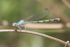 Argia leonorae