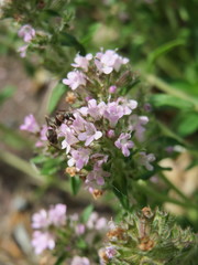 Thymus serpyllum
