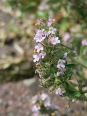 Thymus serpyllum