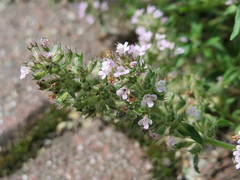 Thymus serpyllum