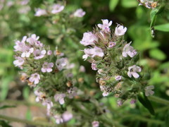 Thymus serpyllum
