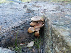 Galerina patagonica