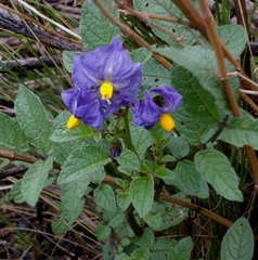 Solanum brevicaule